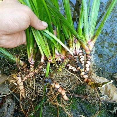 水石菖蒲水培植物沼泽过滤草养鱼龟缸盆栽造景挺吸水耐阴寒绿植花