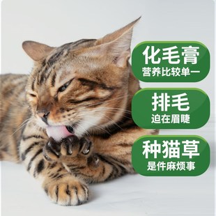 喵铮铮猫草羊奶棒全价主食冻干 包鸡肉营养宠物排毛洁齿磨牙 50g