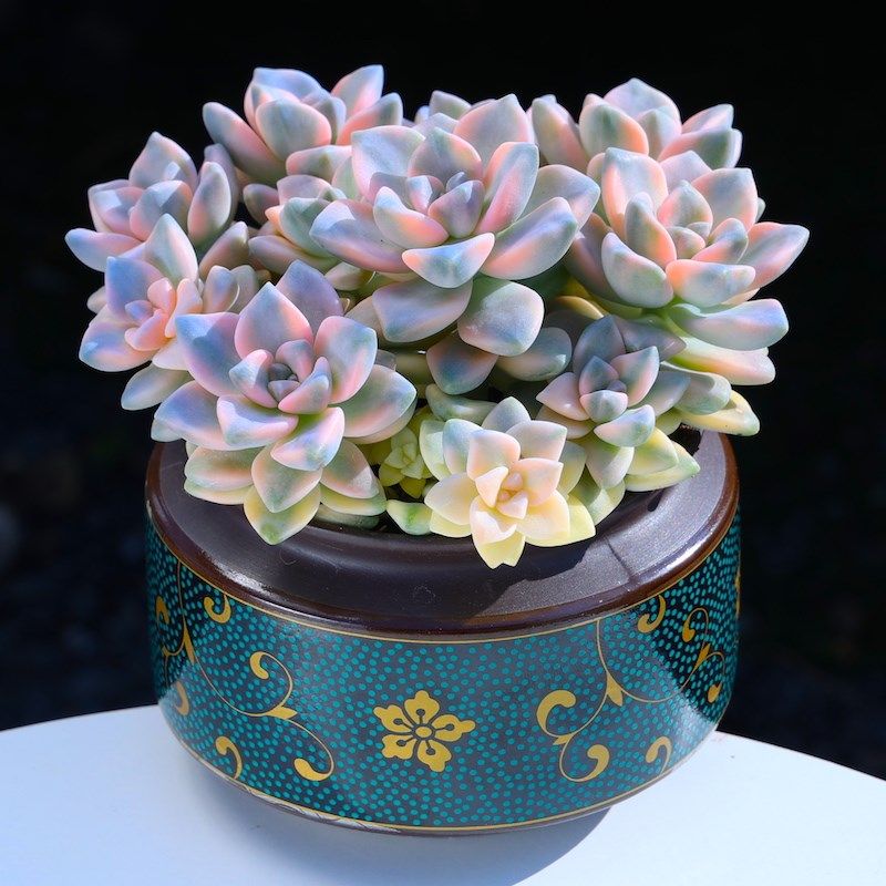 云南精选多肉植物美杏锦组合盆栽群生多头客厅阳台绿植花卉肉肉