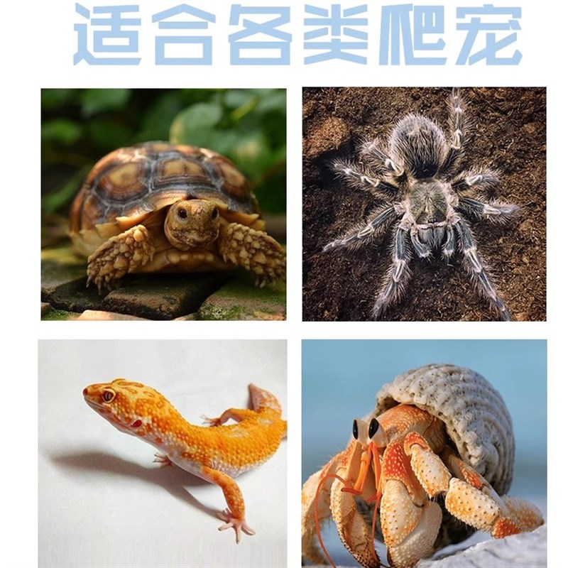 寄居蟹饲养箱盒套装造景别墅躲避水盆攀爬儿童礼物新手套餐宠物缸