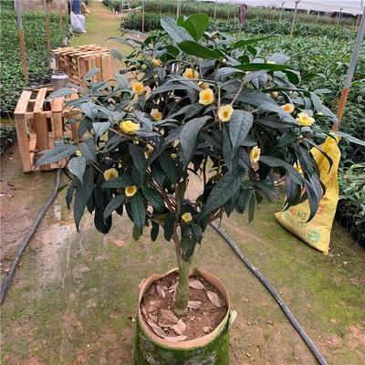 防城金花茶黄遵金茶花树苗四季阳台花卉盆栽好养室内绿植名贵精选