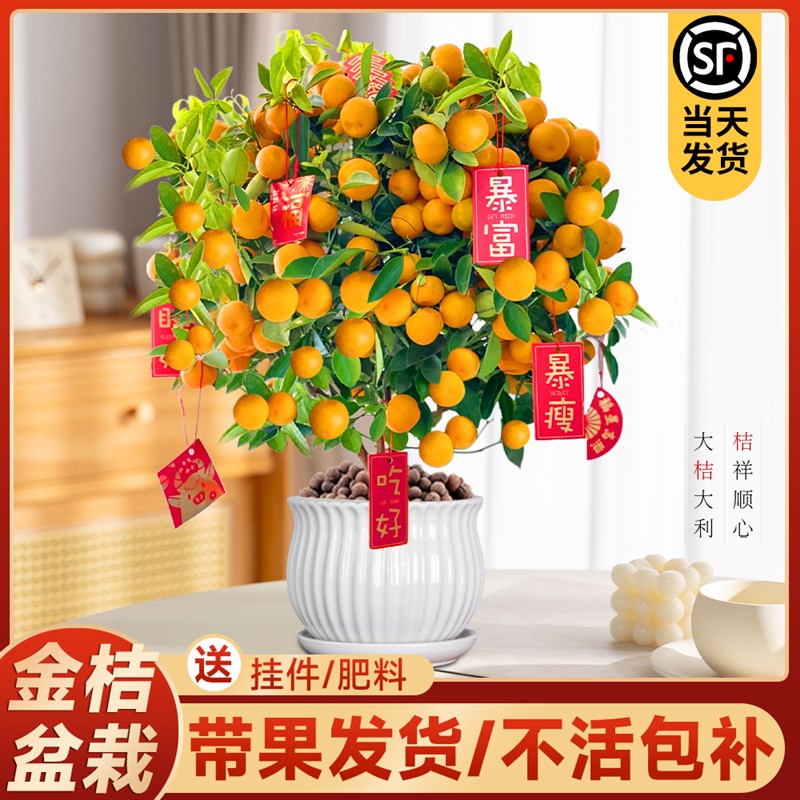 脆皮金桔带果盆栽可食用橘子树盆景室内好养果树中式氛围绿植摆件