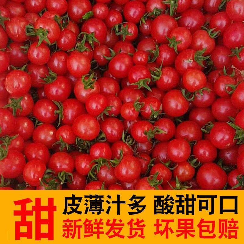 圣女果山东千禧小番茄新鲜小柿子樱桃小西红柿孕妇水果现摘包邮5
