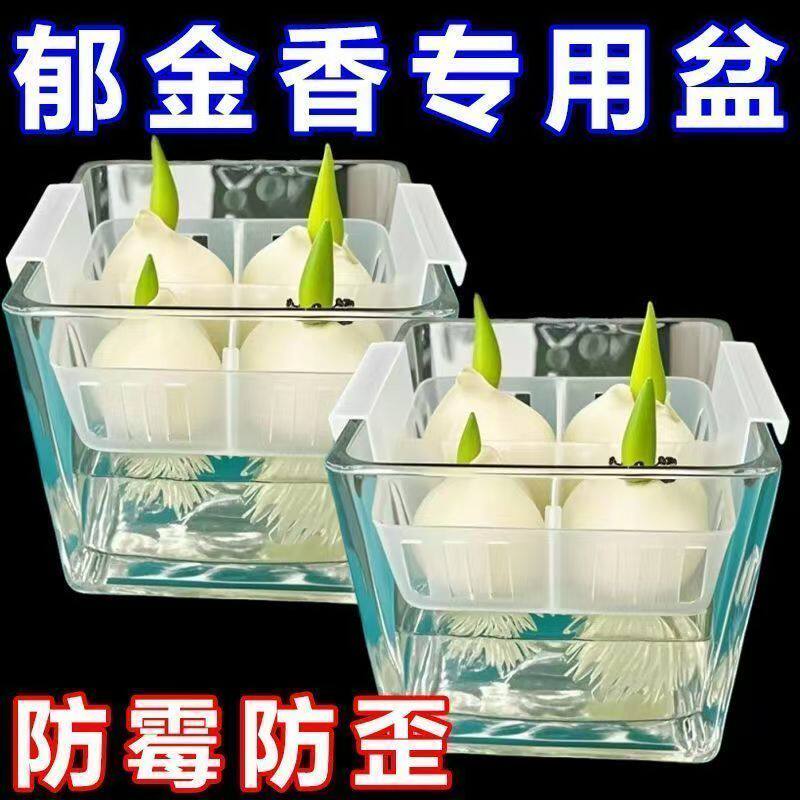 水培郁金香花盆带定植篮水养种球玻璃器皿方便换水透明亚克力花瓶