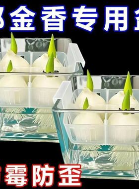 水培郁金香玻璃花瓶带定植篮
