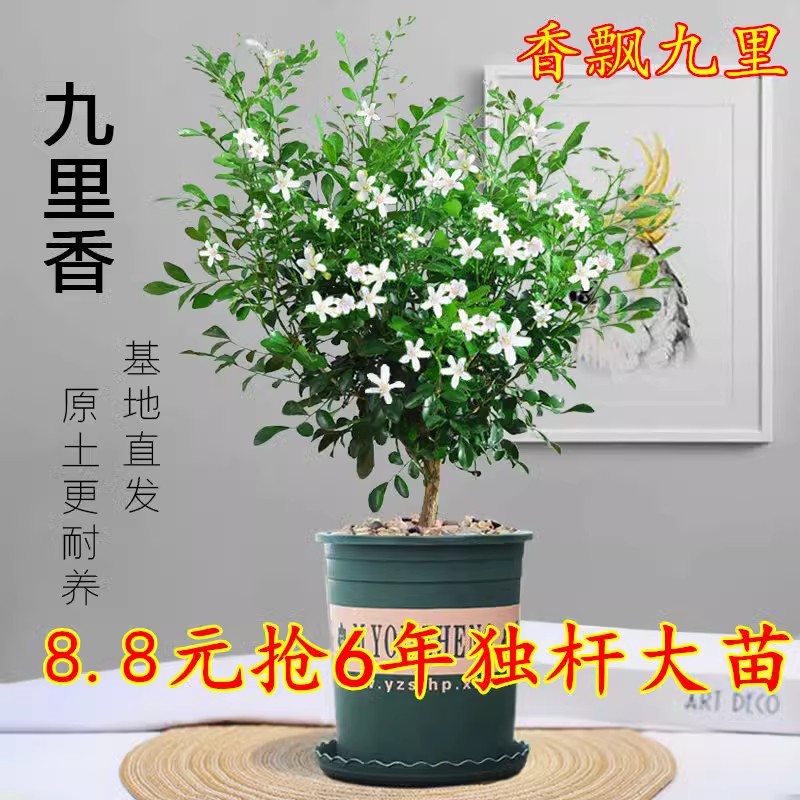 九里香盆栽老桩树带花苞