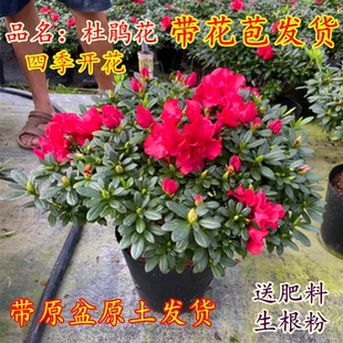 杜鹃花盆栽带花苞带盆带土年宵花杜鹃花苗四季 常青阳台室内庭院