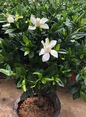 小叶栀子花盆栽老桩带花苞独杆浓香型室外庭院花园好的花有香味