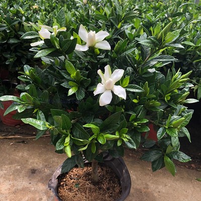 小叶栀子花盆栽老桩带花苞