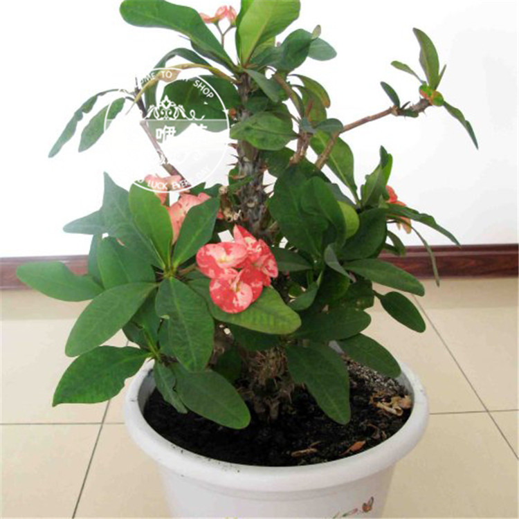 跨境虎刺梅 室内桌面盆栽花卉虎刺梅 观赏植物 虎刺梅家居绿植