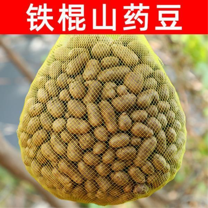 2024年新山药豆新鲜河南焦作铁棍山药豆新鲜大号5斤3山药蛋糖葫芦