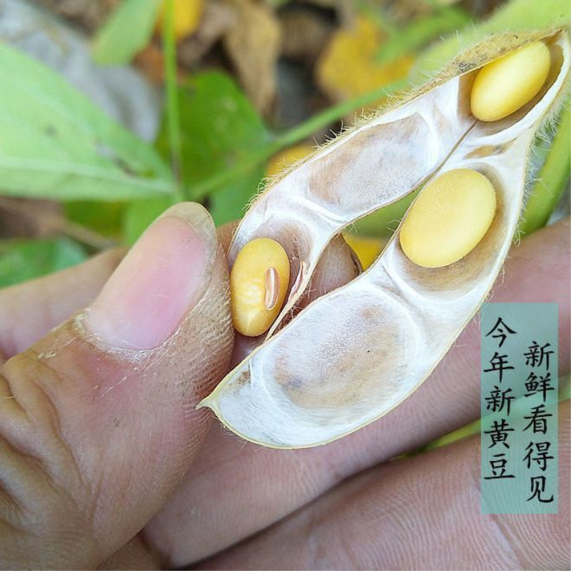 农家土黄豆椭圆形老品种黄豆非转基因土黄豆打豆浆豆腐煲汤