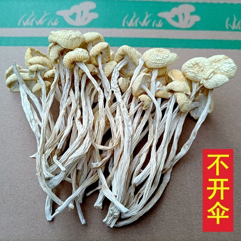江西正宗茶树菇干货去根不开伞剪脚新鲜菌类批发煲汤特产250g500g