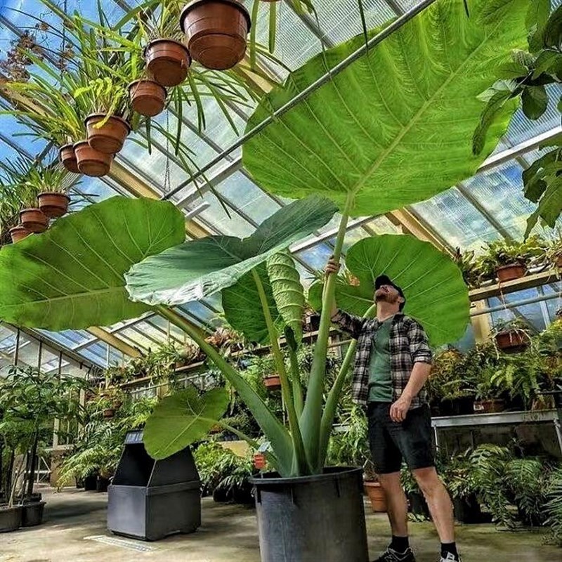 巨型大叶象耳芋大型绿植热带雨林造景大野芋滴水观音室内庭院植物