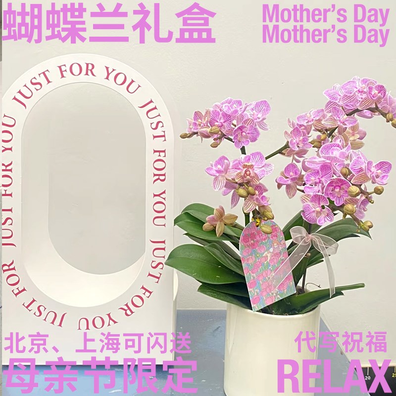 半夏森林蝴蝶兰盆栽礼盒多色可选超级植物端午礼物520情人节鲜花