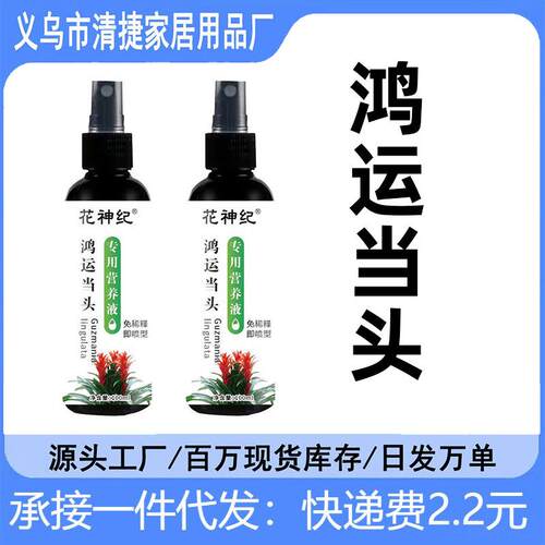 鸿运当头营养液室内白掌红掌养花