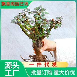 玫瑰花苗老桩老根盆栽花卉果汁阳台月季植物室内庭院造型盆景