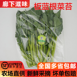 新鲜板蓝根菜苔1 5斤现摘脆嫩板蓝根青菜油菜菘菜苔1号白灼板蓝根