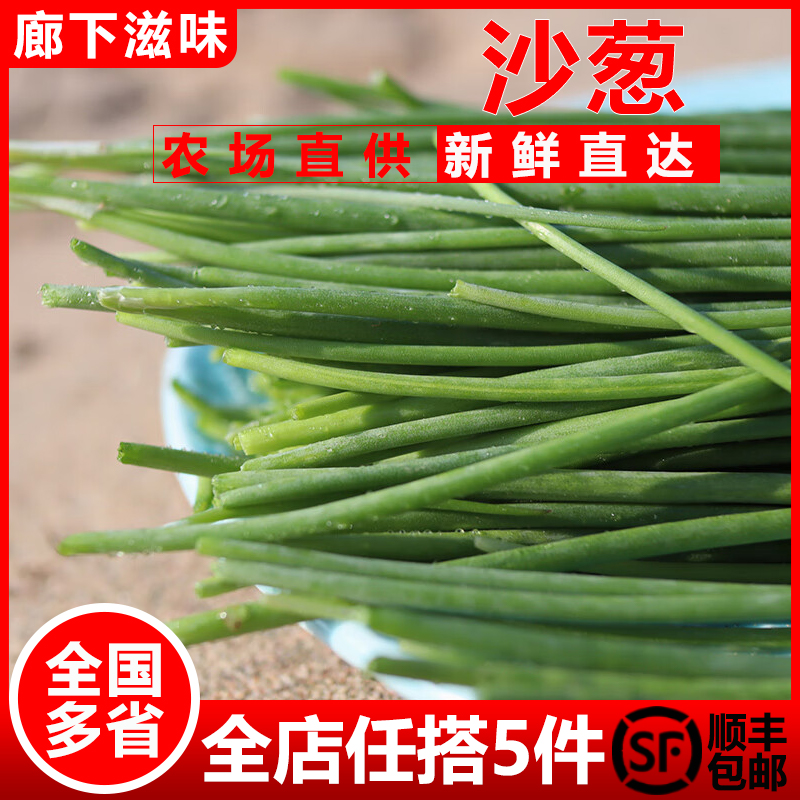 新鲜沙葱250g/盒 小葱香葱辛香脆爽美味民勤特产 任搭5件顺丰包邮