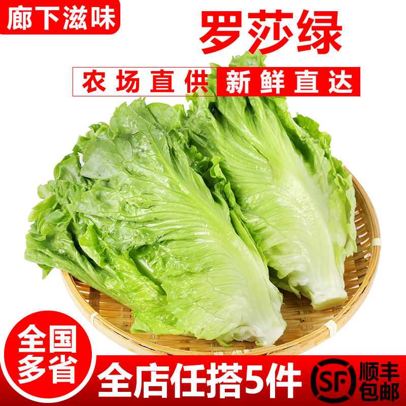 罗莎绿500g花边生菜花叶
