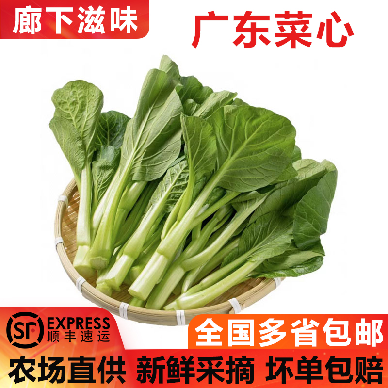 广东菜心1-5斤农家自种甜菜心