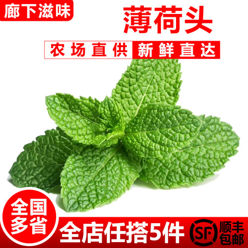 廊下滋味新鲜薄荷头50朵/盒