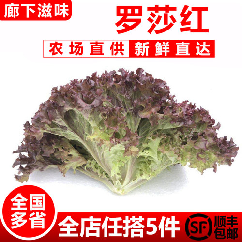 红叶生菜500g罗莎红紫叶色
