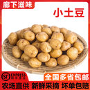 5斤农家黄心土豆新鲜蔬菜马铃薯洋山芋 迷你小土豆1 廊下滋味