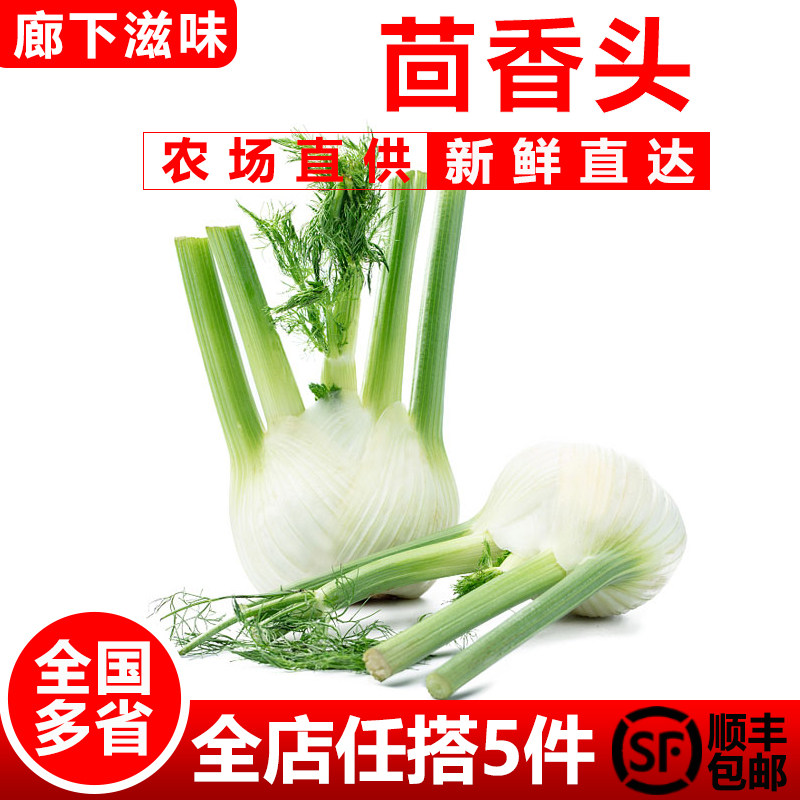 【廊下滋味】茴香头500g 新鲜茴香根茴香球茎 西餐料理香料食材