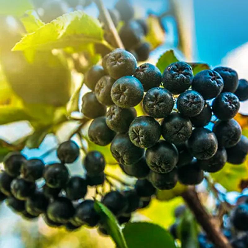 东北黑果花楸干果 花青素丰富泡水 不老莓黑樱莓产地货源厂家
