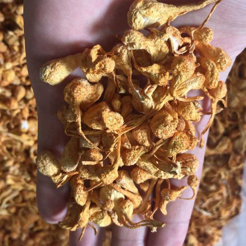 【工厂直销】虫草花新货大量孢头虫草花干货500g金虫草蛹虫草