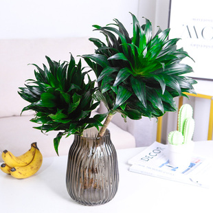 太阳神水培植物观音竹桌面摆件室内稀有绿植盆栽办公室密叶龙血树