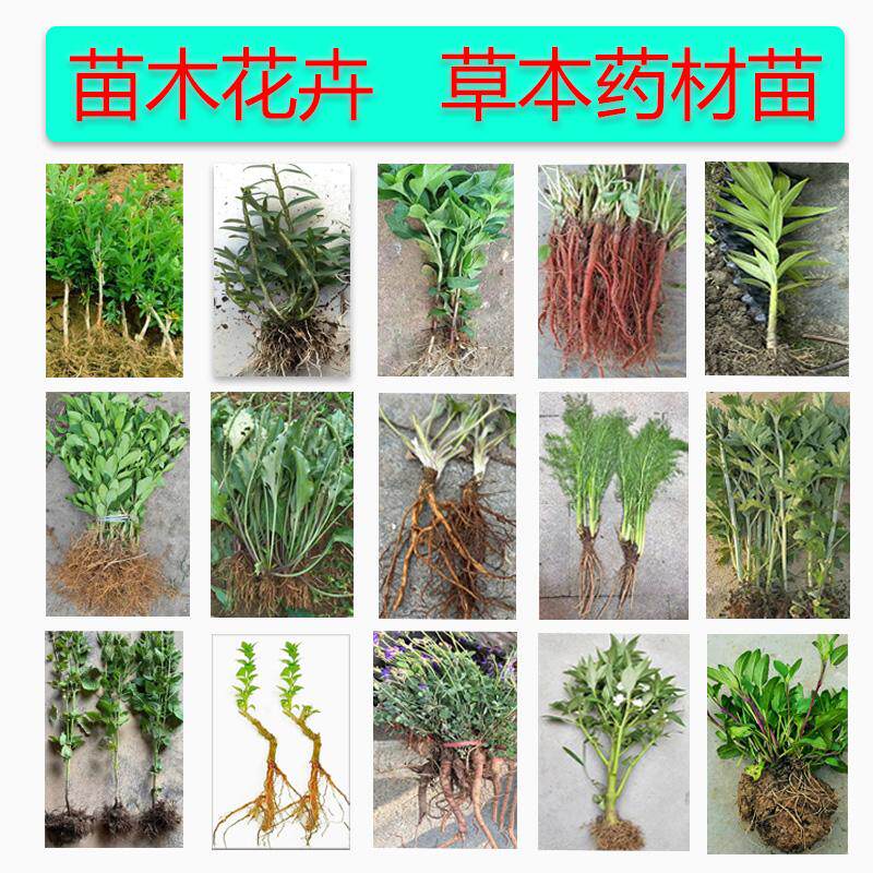 草本药材苗丹参薄荷艾草芍药栀子枸杞藿香凤仙花季小学校植物盆栽