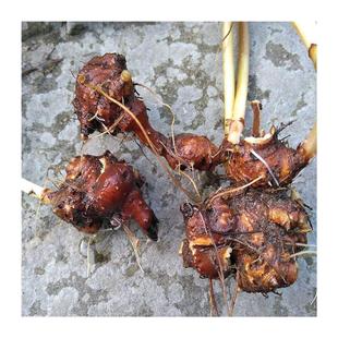 新鲜现挖野荞麦根土三七疙瘩苦荞麦根 野兰荞天荞麦金荞土特产