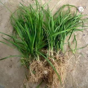 中药材食用中细叶麦冬草沿边草四季常青庭院别墅小区绿化苗麦冬苗