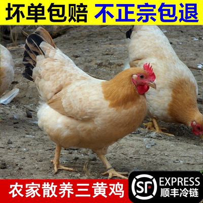 新鲜农家土鸡三黄鸡冷冻现杀童子鸡笨鸡整只包邮白条鸡生鸡肉草鸡