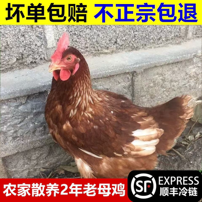 农家散养老母鸡走地鸡黑腿公鸡农村笨柴鸡乌鸡整只装现杀正宗土鸡