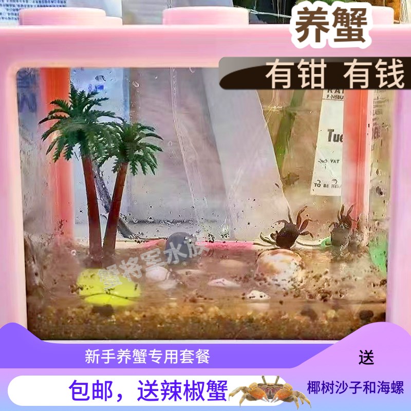 螃蟹生态缸辣椒蟹迷你宿舍桌面微景观儿童生日礼物生态缸懒人宠物