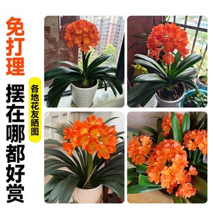 君子兰盆栽带花苞名贵兰花苗客厅精品国宝级高端花卉绿植物好养活