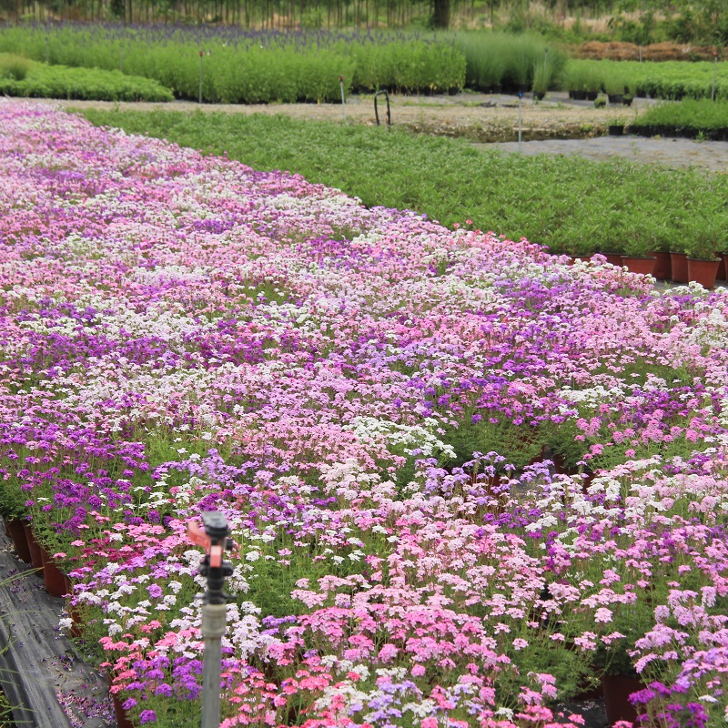 小椿日和 细叶美女樱 耐热耐寒多年生 庭院盆栽阳台 多季节开花