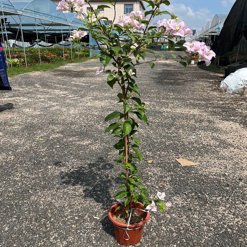 爬藤三角梅大苗高飘原生绿樱高杆飘枝老桩室内盆栽庭院勤花卉耐热