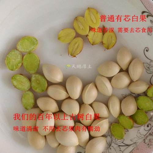 南雄坪田百年白果新鲜银杏果广东韶关产食用农产品24年新果大果中