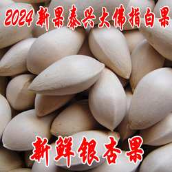 包邮2024年新鲜大颗带壳白果银杏果无漂白泰兴白果生白果