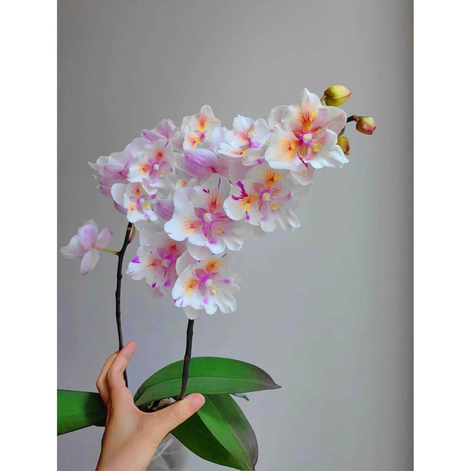 蝴蝶兰大苗盆栽带花剑室内客厅办公室桌面四季好养花卉植物年宵花