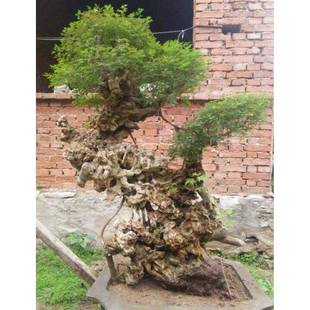 黄桩盆景老根树桩黄老荆微盆景小品盆景老桩桩黄荆造荆型盆熟景