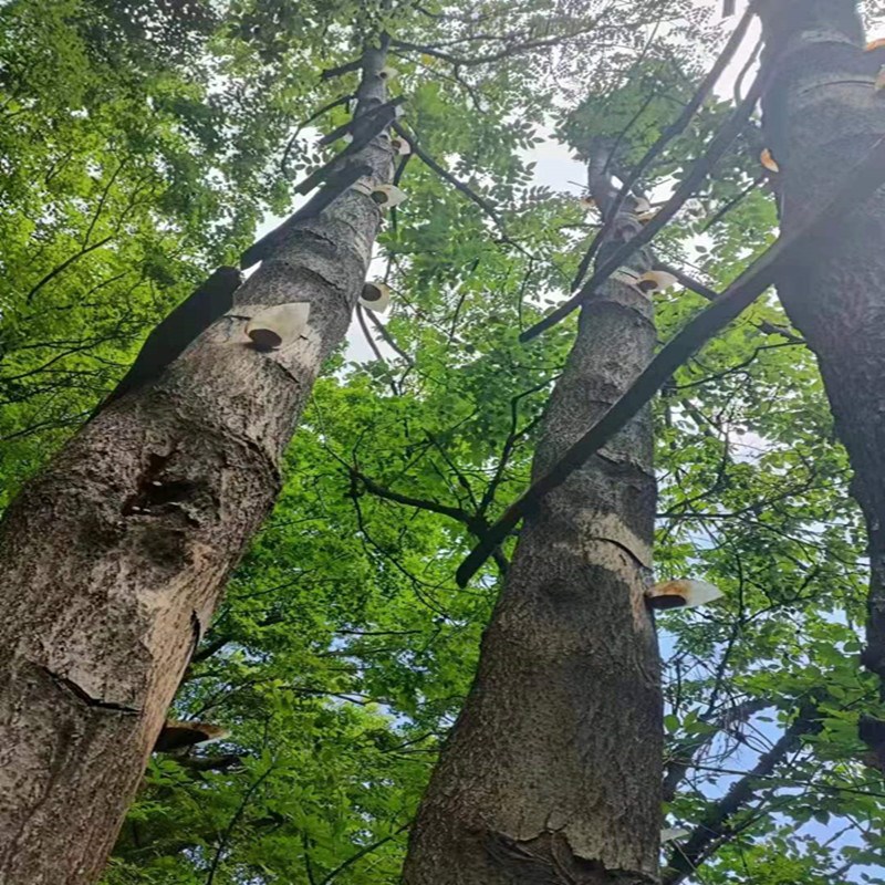 陕西宝鸡天然生漆大漆土漆山漆国漆棺材寿木老木漆自产