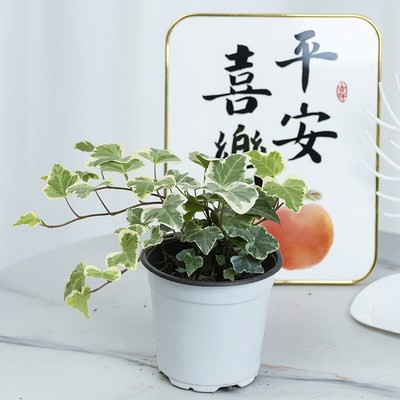 雪莹常春藤盆栽吊兰植物室内好养垂吊绿H植长青藤锦化观叶吊篮热