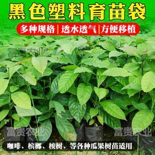 育苗袋育苗杯咖啡槟榔黑色塑料育苗袋一次性桉树种植袋树苗营养袋