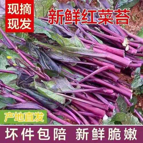 新鲜红菜苔湖北现摘蔬菜菜心菜苔农家自种红菜心露天种植当季青菜