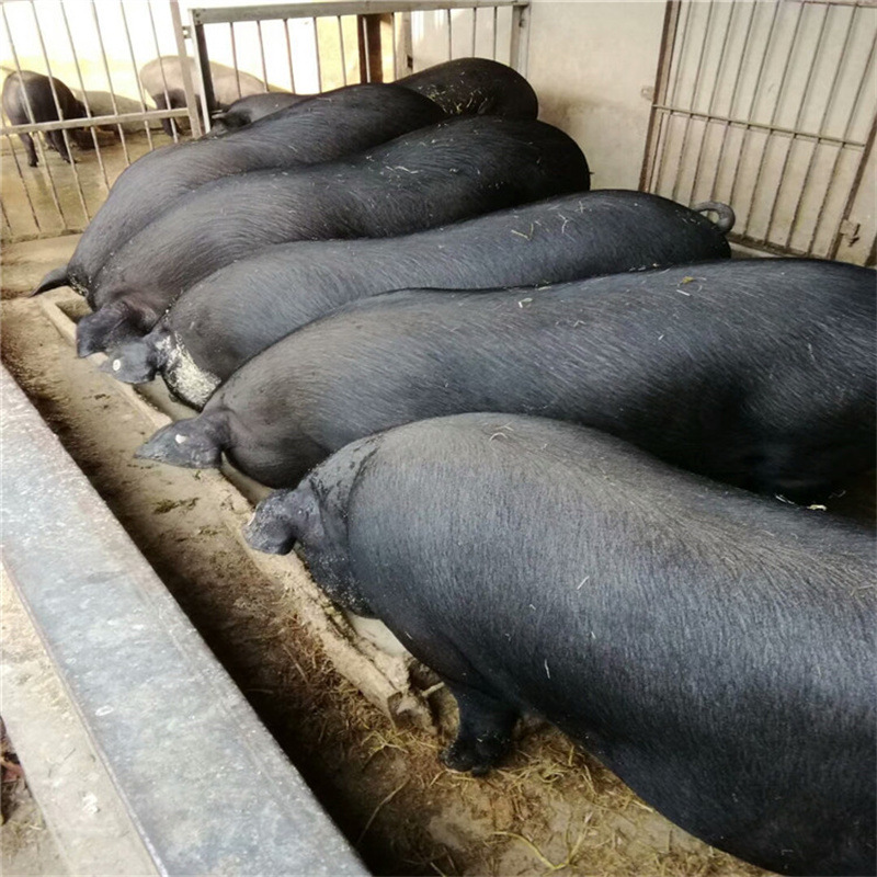 4个压轮畜禽饲料颗粒机 小型家用猫粮机 鱼饲料全自动生产线